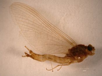 Media type: image;   Entomology 733353 Aspect: habitus lateral